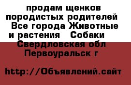 продам щенков породистых родителей - Все города Животные и растения » Собаки   . Свердловская обл.,Первоуральск г.